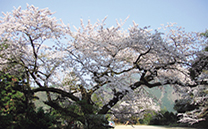 大保木の桜