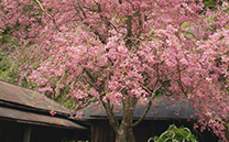 筋神神社の桜