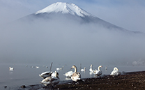 富士山と白鳥 2